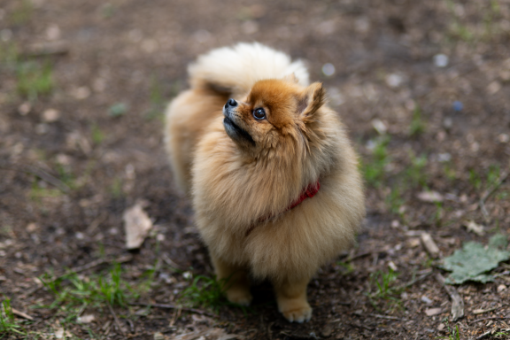 Foto von Pomeranian/Zwergspitz 3