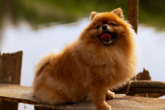 Foto von Pomeranian/Zwergspitz 2