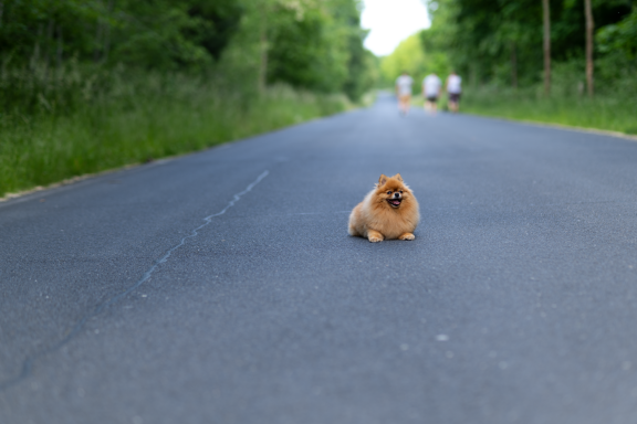 Foto von Pomeranian/Zwergspitz 6