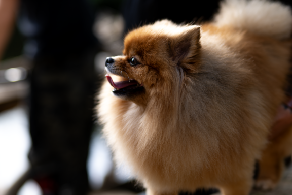 Foto von Pomeranian/Zwergspitz 1