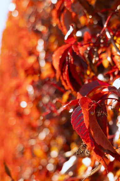 Herbstbild von roten Blättern