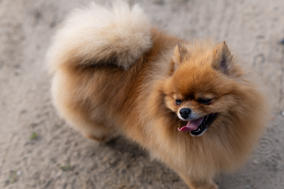 Foto von Pomeranian/Zwergspitz 5