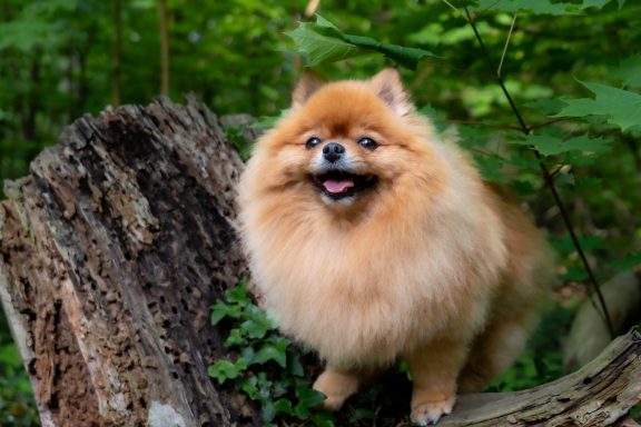Foto von Pomeranian/Zwergspitz 4